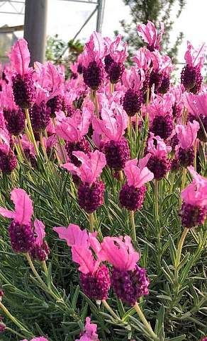 Лаванда бандера Дип роуз (сады России) 5 шт – купить в г. Москва Лаванда бандера Дип роуз (сады России) 5 шт – купить в г. Москва