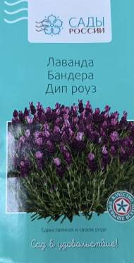 Лаванда бандера Дип роуз (сады России) 5 шт Лаванда бандера Дип роуз (сады России) 5 шт