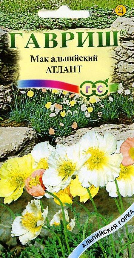 Купить семена Мак Альпийский Атлант (г) многолетний с доставкой ...