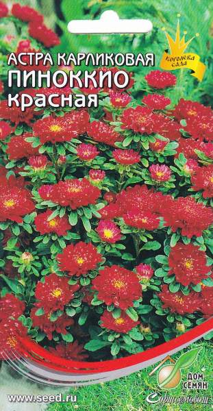 Астра карликовая – самое красивое и универсальное украшение сада и веранды