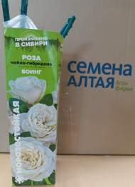 Роза Алтай чайно-гибридная Боинг 1 шт