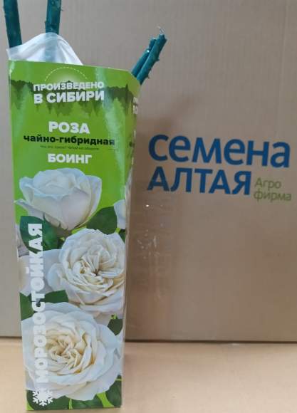Роза Алтай чайно-гибридная Боинг 1 шт – купить в г. Москва Роза Алтай чайно-гибридная Боинг 1 шт – купить в г. Москва
