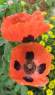 Мак бордюрный Божья коровка (цветущий сад) 0,05 гр однолетник  – купить в г. Москва