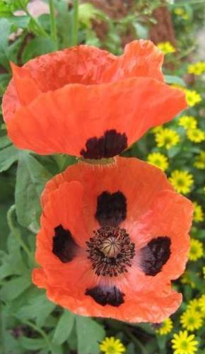 Мак бордюрный Божья коровка (цветущий сад) 0,05 гр однолетник  – купить в г. Москва