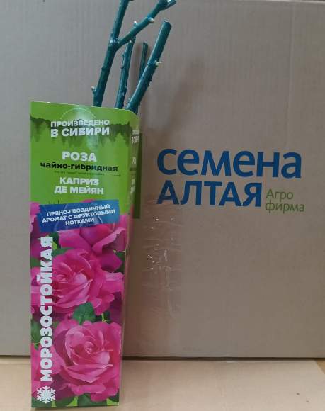 Роза Алтай чайно-гибридная Каприз Де Майян 1 шт  – купить в г. Москва