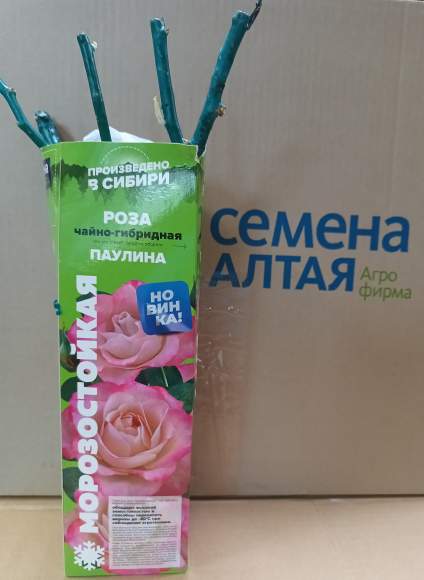 Роза Алтай чайно-гибридная Паулина 1 шт  – купить в г. Москва