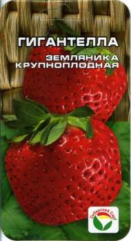 Земляника крупноплодная Гигантелла (сибирский сад) 10 шт