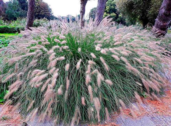 Пеннисетум Лисохвостовый (сады России) 10 шт – купить в г. Москва Пеннисетум Лисохвостовый (сады России) 10 шт – купить в г. Москва