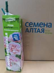 Роза Алтай флорибунда (кустовая) Розенфасцинацион 1 шт