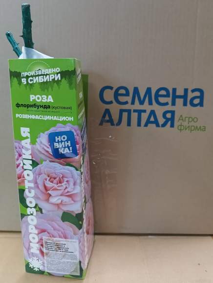 Роза Алтай флорибунда (кустовая) Розенфасцинацион 1 шт  – купить в г. Москва