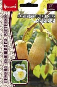 Актинидия Полигамная Мататаби (Григорьев) 20шт Актинидия Полигамная Мататаби (Григорьев) 20шт