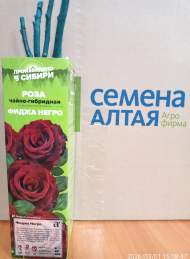 Роза Алтай чайно-гибридная Фиджа Негро 1 шт 