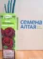 Роза Алтай чайно-гибридная Фиджа Негро 1 шт 