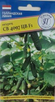 Огурец СВ 4097 ЦВ F1 (престиж) 5 шт