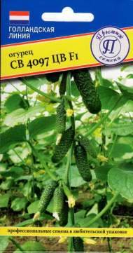Огурец СВ 4097 ЦВ F1 (престиж) 5 шт