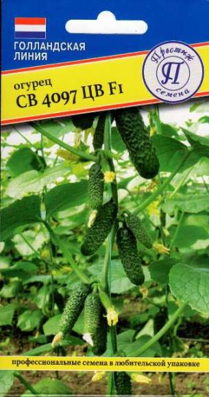 Огурец СВ 4097 ЦВ F1 (престиж) 5 шт  – купить в г. Москва
