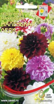 Георгина Маленькая леди (дом семян) 10 шт Георгина Маленькая леди (дом семян) 10 шт