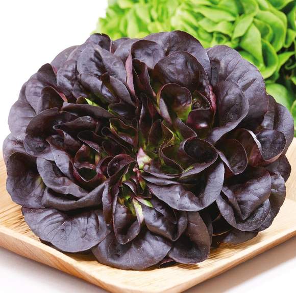 Салат листовой Гоген (сады России) 5 шт  – купить в г. Москва