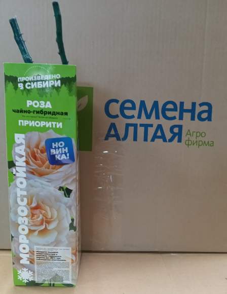 Роза Алтай чайно-гибридная Приорити 1 шт  – купить в г. Москва