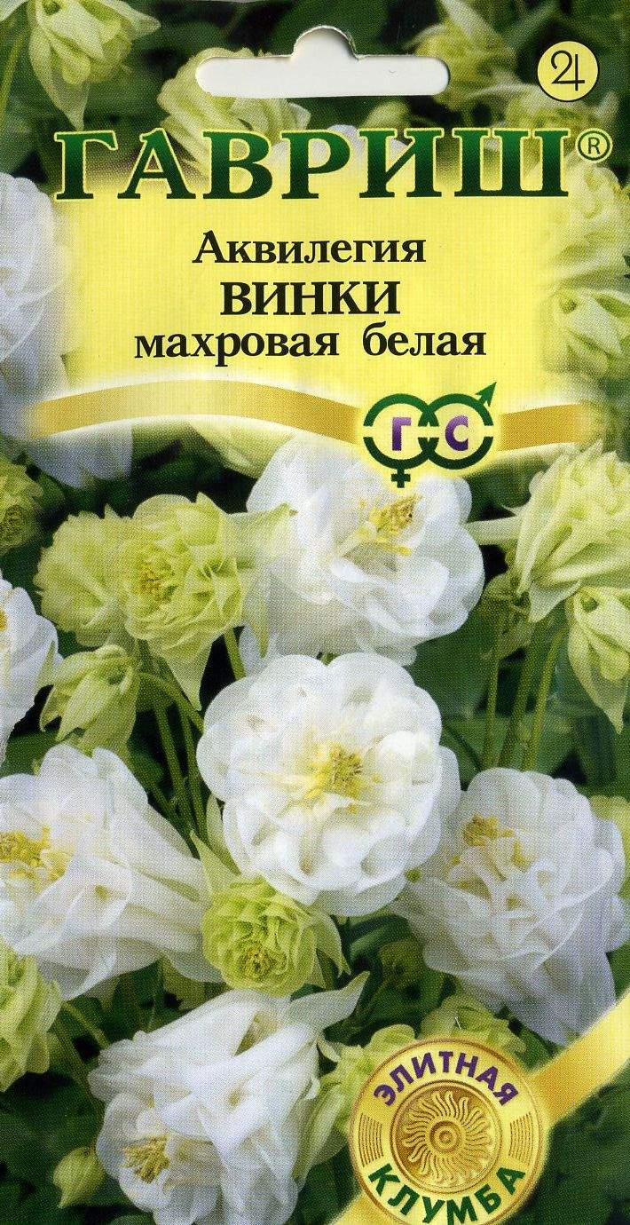 Аквилегия Купить