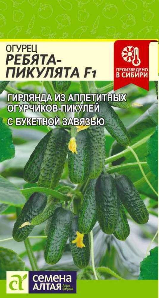 Пикулята ребята огурцы как формировать семена алтая. Пикулята ребята огурцы как формировать семена алтая. Ребята пикулята. Огурец ребята-пикулята f1 5шт (сем алт). Ребята пикулята.