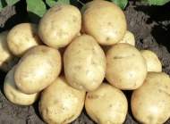 Картофель Гала (упаковка 2кг+-10%) Картофель Гала (упаковка 2кг+-10%)