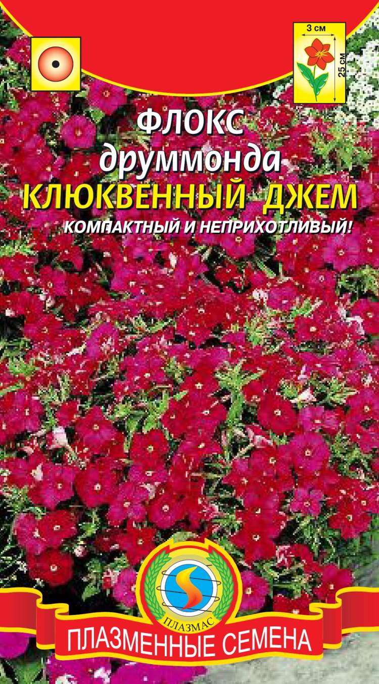 Флоксы Однолетние Купить Семена