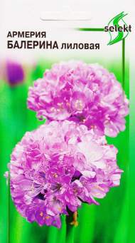 Армерия Балерина лиловая (дом семян) 7шт