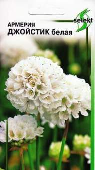 Армерия Джойстик белая (дом семян) 5 шт Армерия Джойстик белая (дом семян) 5 шт