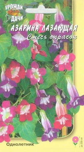 Азарина Семена Купить