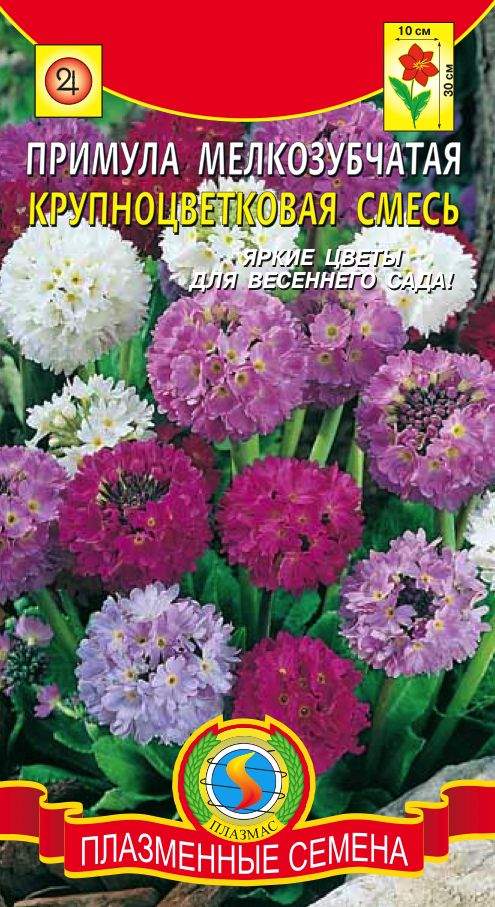 Купить семена Примула Мелкозубчатая смесь (п) 0,01гр с доставкой ...