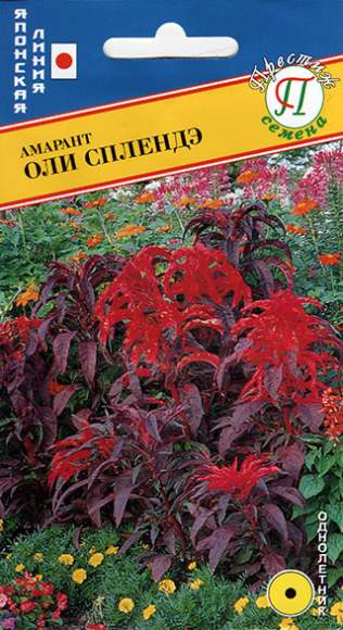 Амарант Оли Сплендэ (престиж) 25 шт (sakata)  – купить в г. Москва