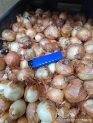 Лук-шалот Бонилла 22-40мм (Голландия) Лук-шалот Бонилла 22-40мм (Голландия)