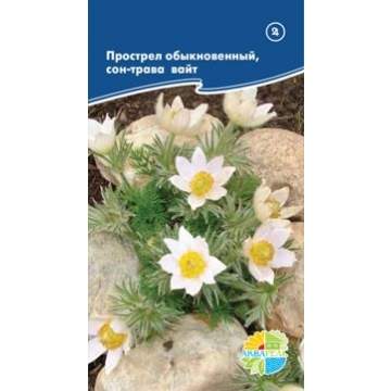 Прострел Обыкновенный белый (акварель) 20 шт – купить в г. Москва Прострел Обыкновенный белый (акварель) 20 шт – купить в г. Москва