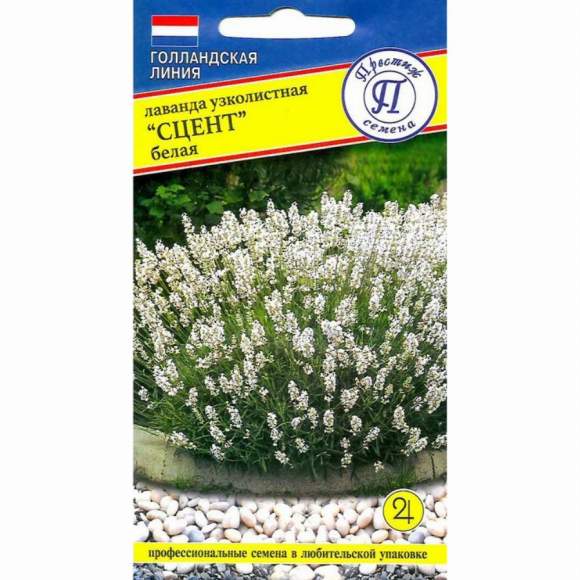 Лаванда узколистная Сцент белая (престиж) 5 шт  – купить в г. Москва