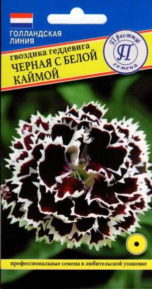Гвоздика Геддевига черная с белой каймой  (престиж) 15 шт 