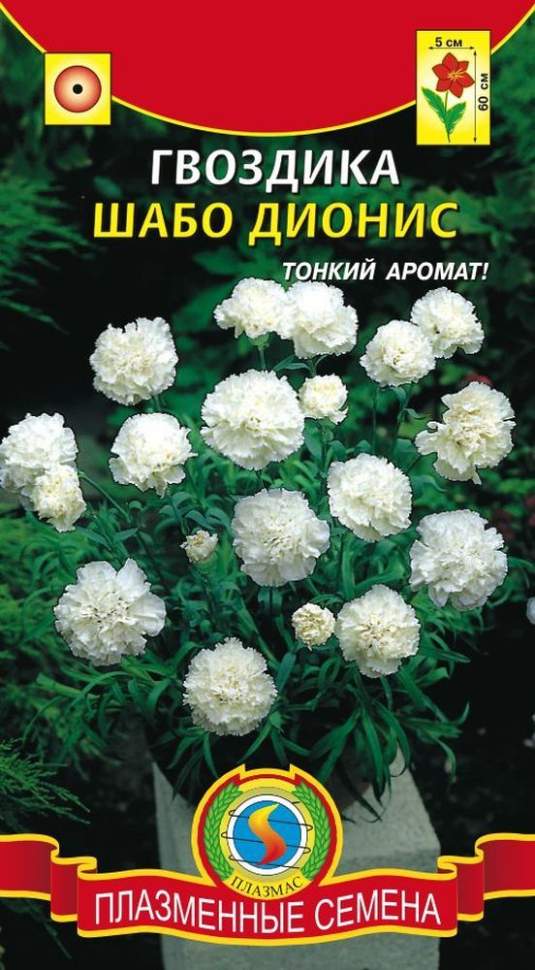 Купить Семена Гвоздики Лилипот