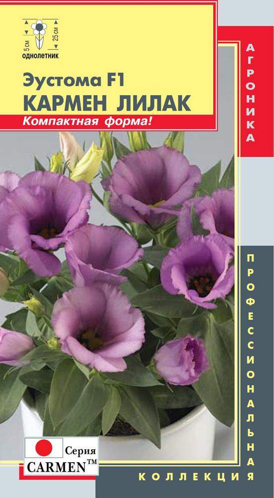 Цветы однолетник Лилак