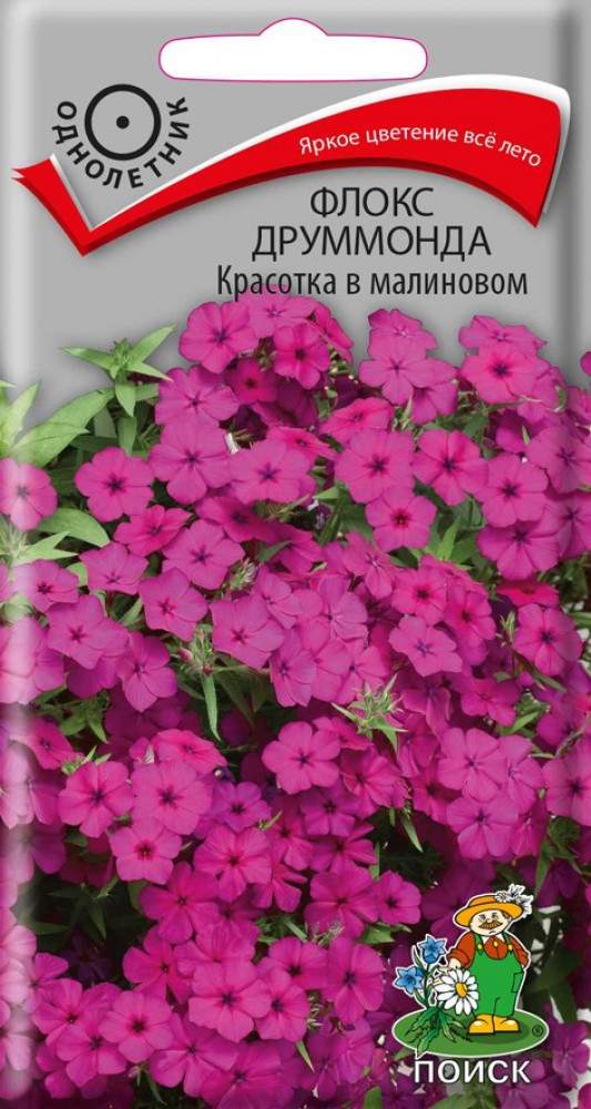 Купить семена Флокс друммонда Красотка в малиновом (поиск) 0,1гр ...