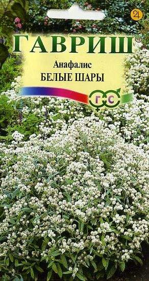 Анафалис Семена