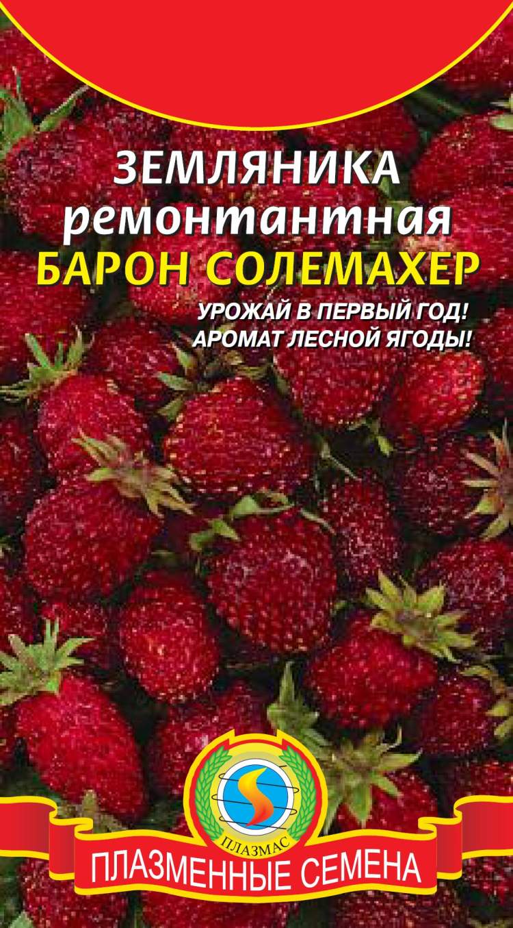 Земляника солемахер описание сорта фото