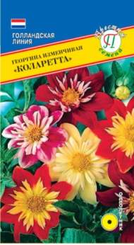 Георгина Коларетта (престиж) 12 шт Георгина Коларетта (престиж) 12 шт