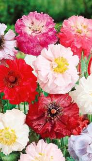 Мак самосейка Набор Махровый (сады России) 0,1 гр однолетник