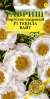 Портулак Текила вайт (гавриш) 5шт  – купить в г. Москва
