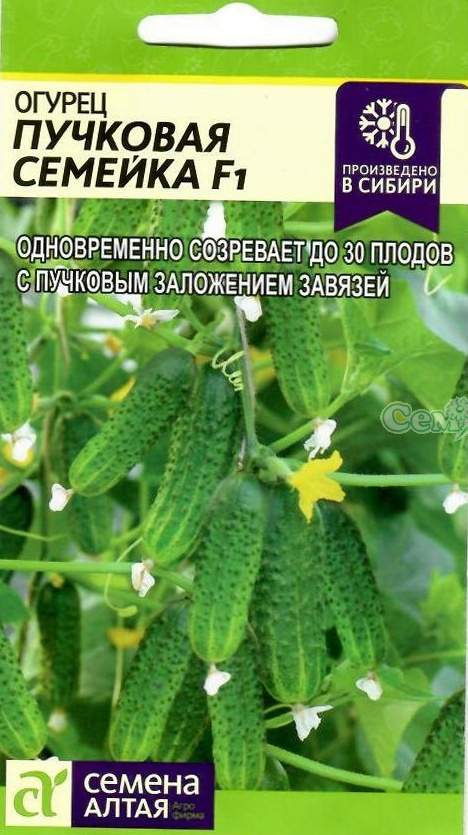 Семена алтая огурцы для открытого грунта. Семена огурцов семена алтая на к. Семена огурцов семена алтая на к. Семена огурцов фирмы семена алтая. Семена огурцов хабар.