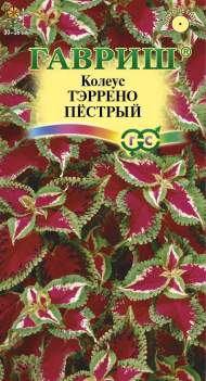 Колеус Тэррено пестрый (гавриш) 4шт