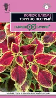 Колеус Тэррено пестрый (гавриш) 4шт