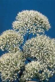 Трахелиум Озеро Мичиган белый (сады России) 10шт Трахелиум Озеро Мичиган белый (сады России) 10шт