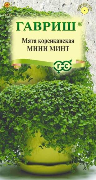 Мята Корсиканская Мини Минт (гавриш) 3 шт 