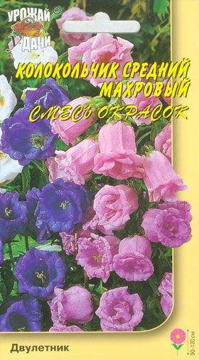 Кампанула Махровая Семена Купить